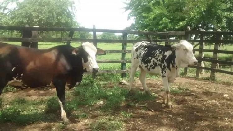 vacas simmental con holstein