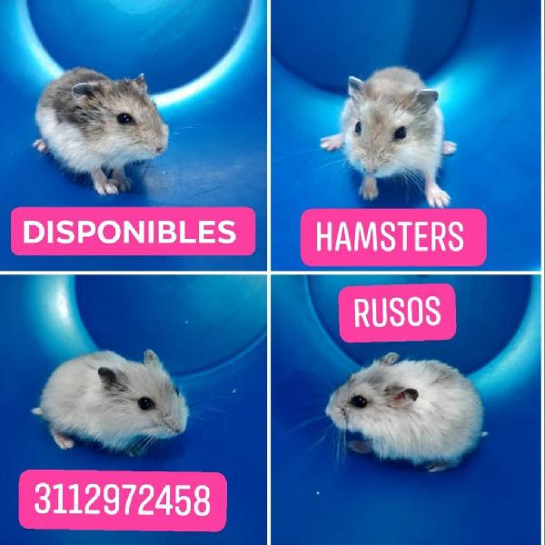 Disponibles Hamsters Rusos