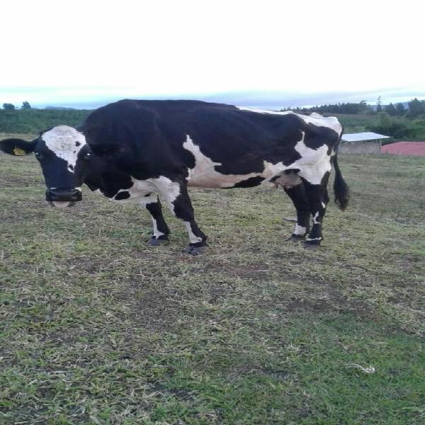 Vaca de 600 Kilos