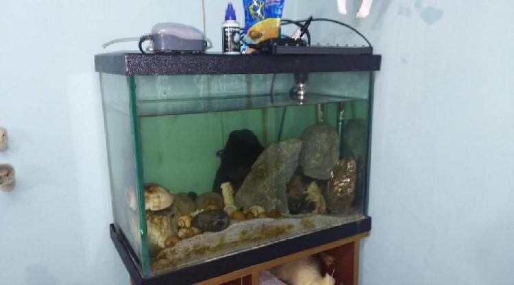pecera - acuario con accesorios