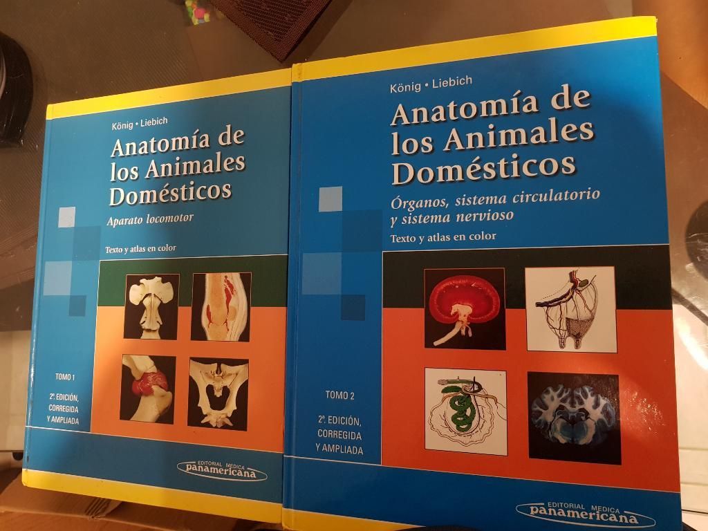 Anatomia de Los Animales Domesticos