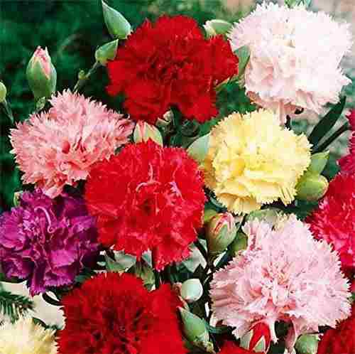 Carnation Chabaud Mix Seeds 275 Seeds 8 Week Blooming Period