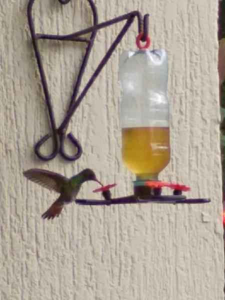 Bebedero Decorativos Funcional Para Colibri Y Aves De Color
