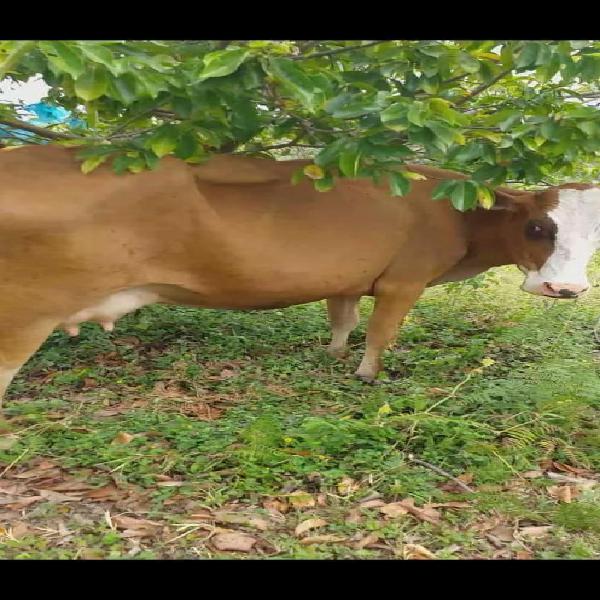 Ganga Vende Vende Vaca Lechera