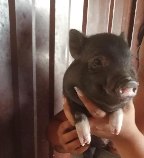 Hermoso Mini Pig