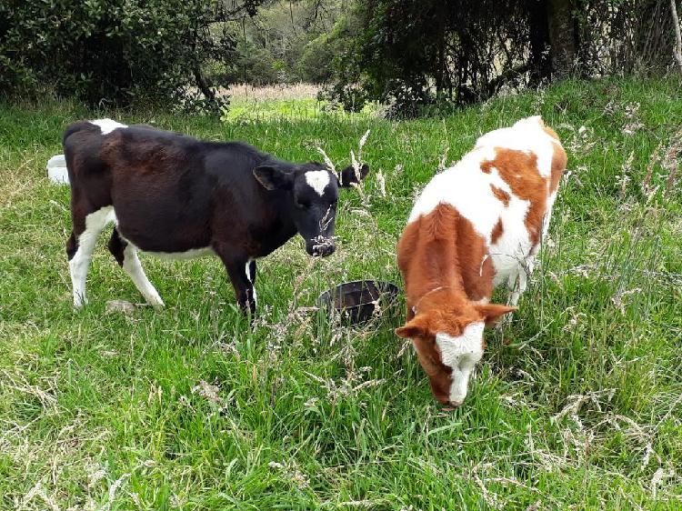 Novillos Novilla Ganado Sibate