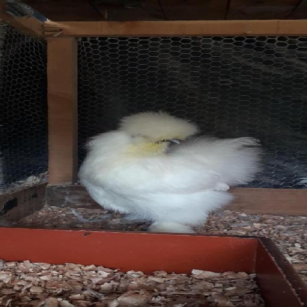 VENTA DE GALLINAS SILKIES