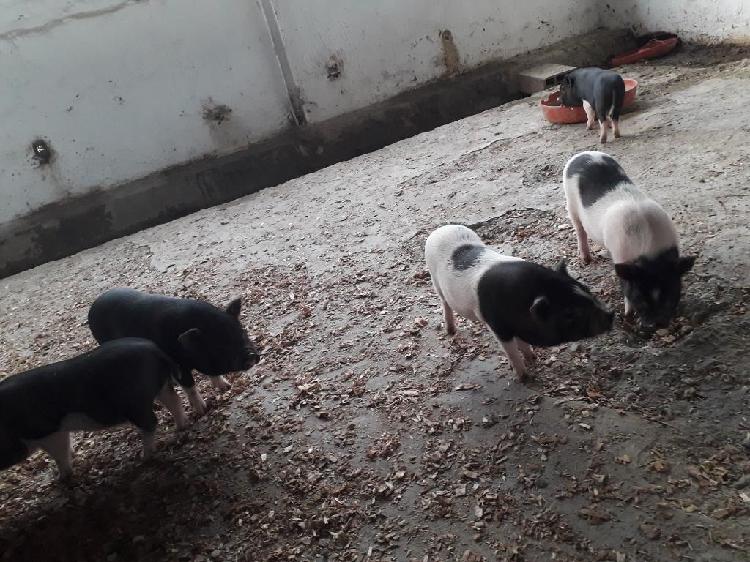 Vendo Mini Pig 40 Dias de Nacidos