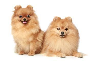 CACHORROS POMERANIAS EN VENTA REF 67