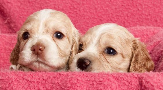 *ADORABLES COCKER SPANIEL EN VENTA *