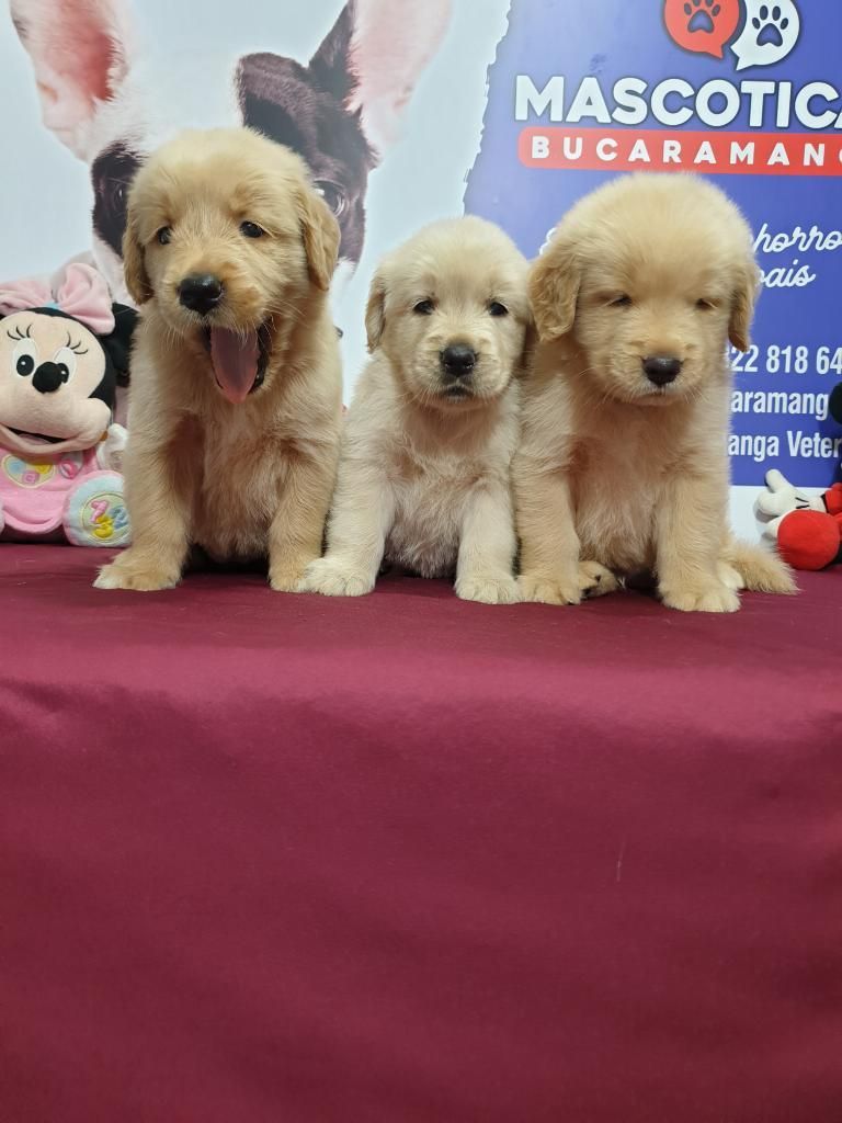 Bellisimos Golden Retriever Disponibles