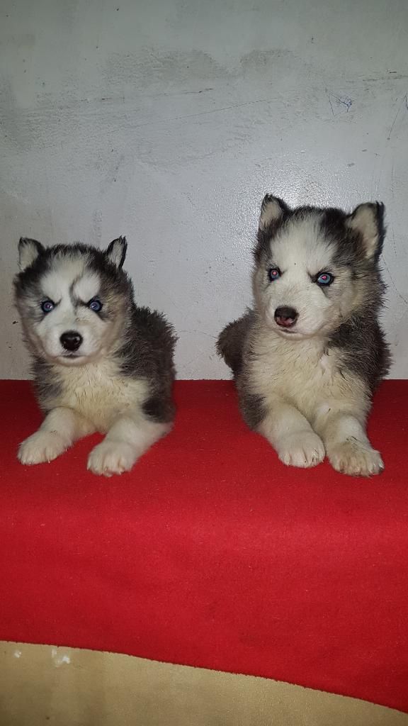 Bellisimos Lobos a La Venta