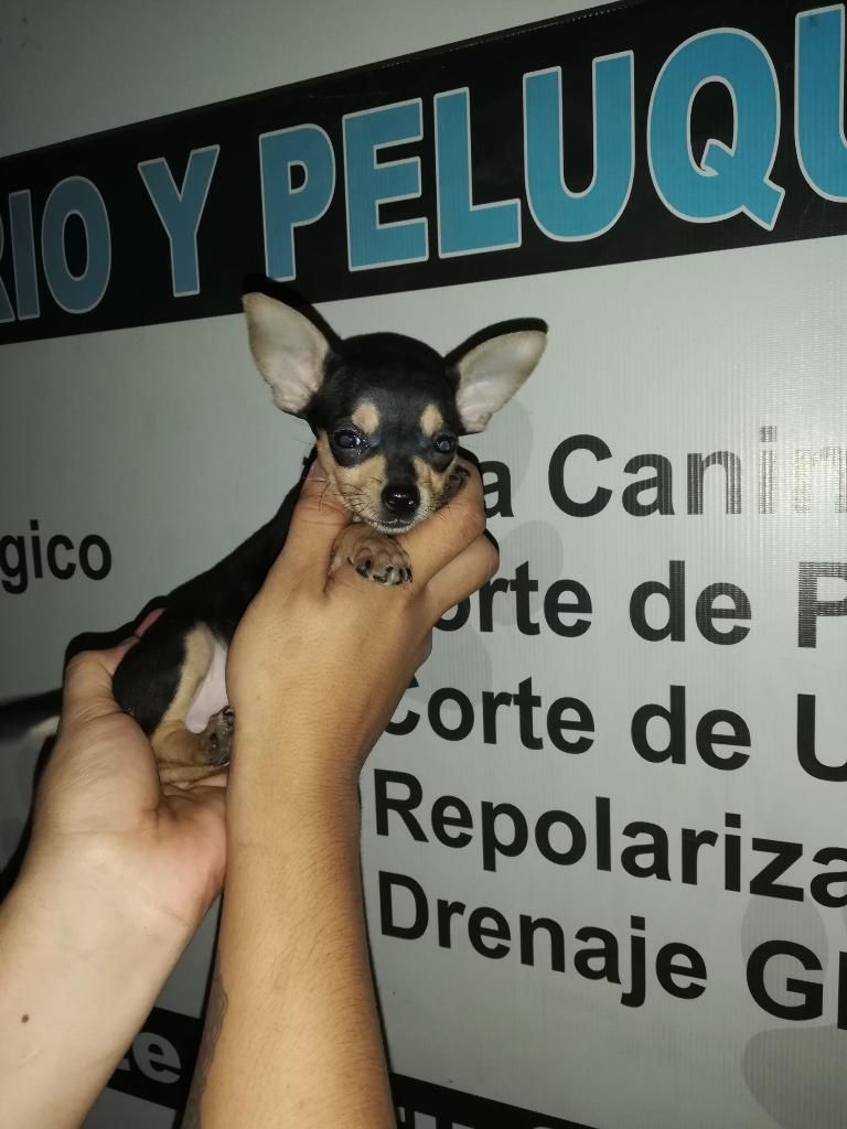 Cachorrito Pinscher Pinscher Pinsher