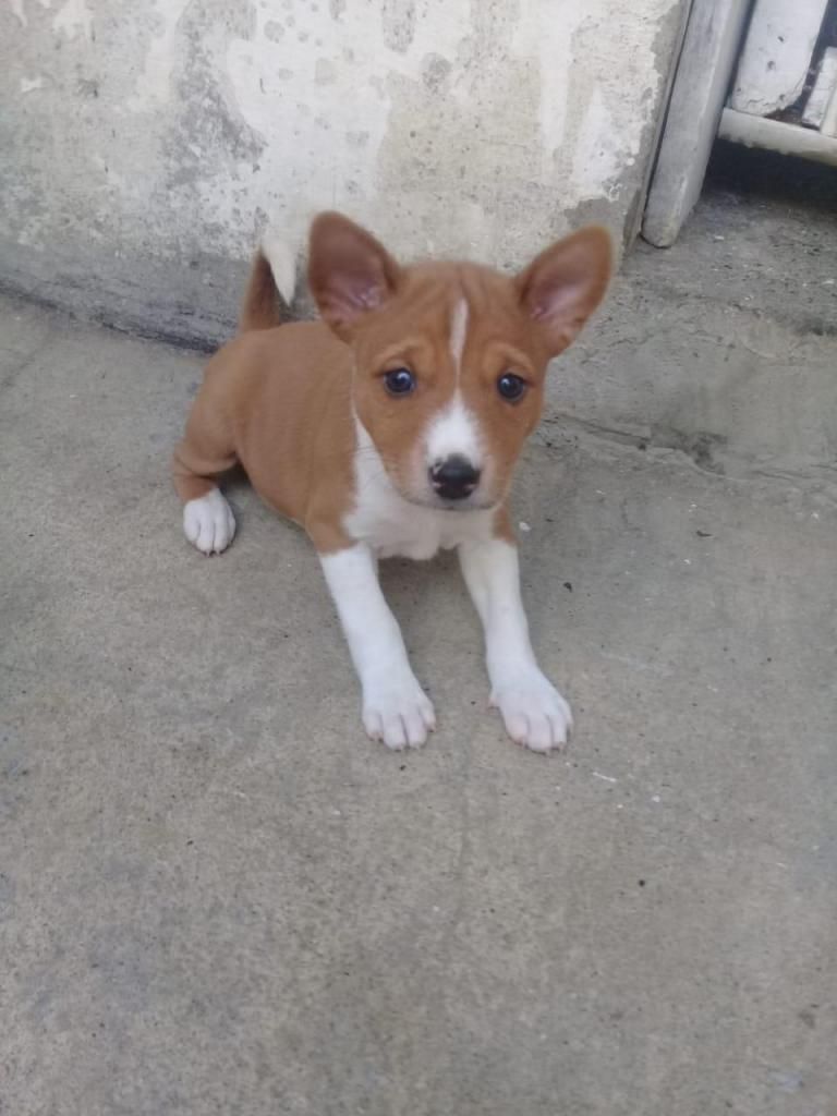 Cachorro Basenji