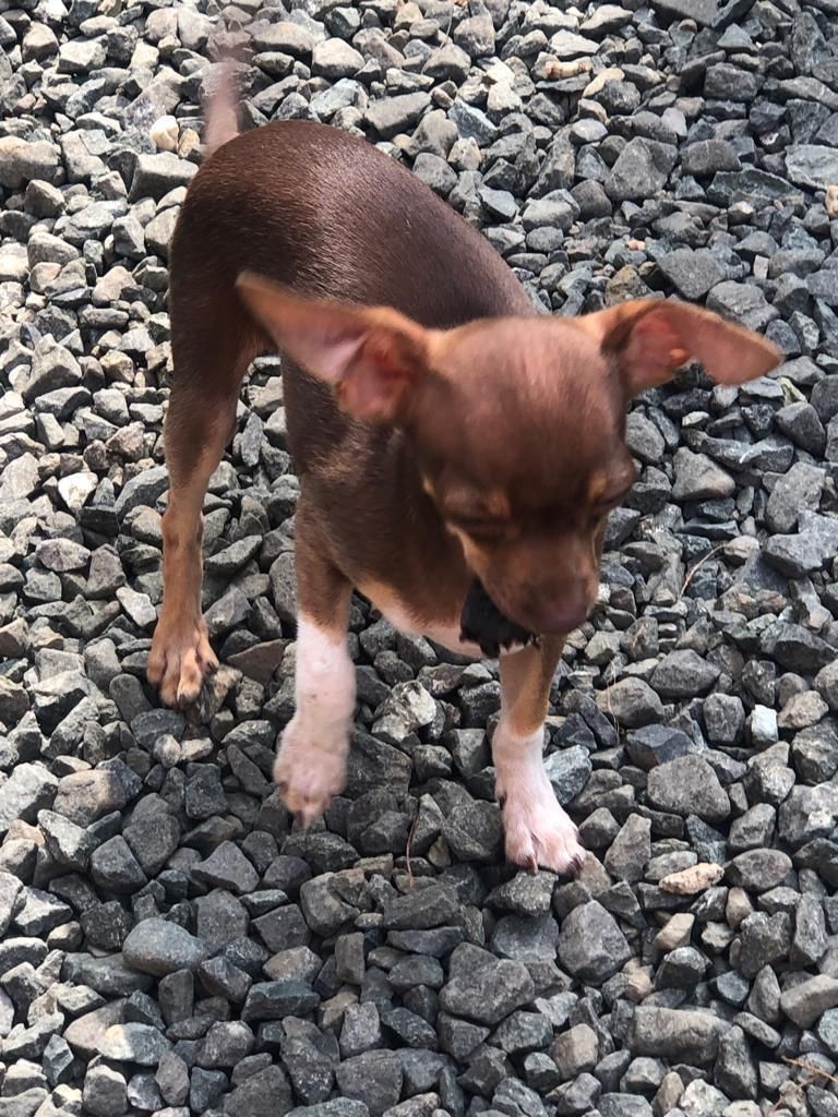 Cachorro Chihuahua