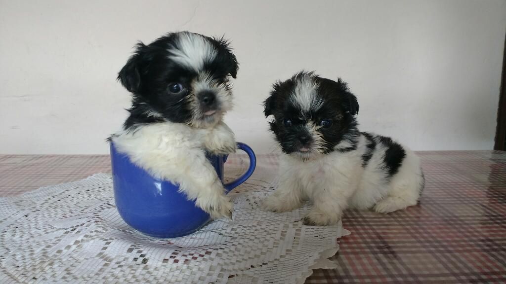 Cachorros Chi Tzu