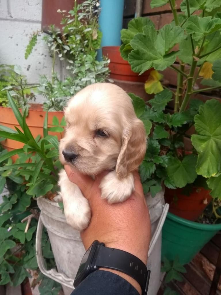 Cachorros Cocker Spanel