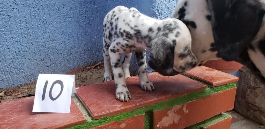 Cachorros Dálmata