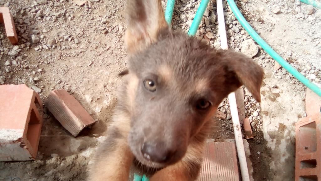 Cachorros Pastor Aleman Negociable