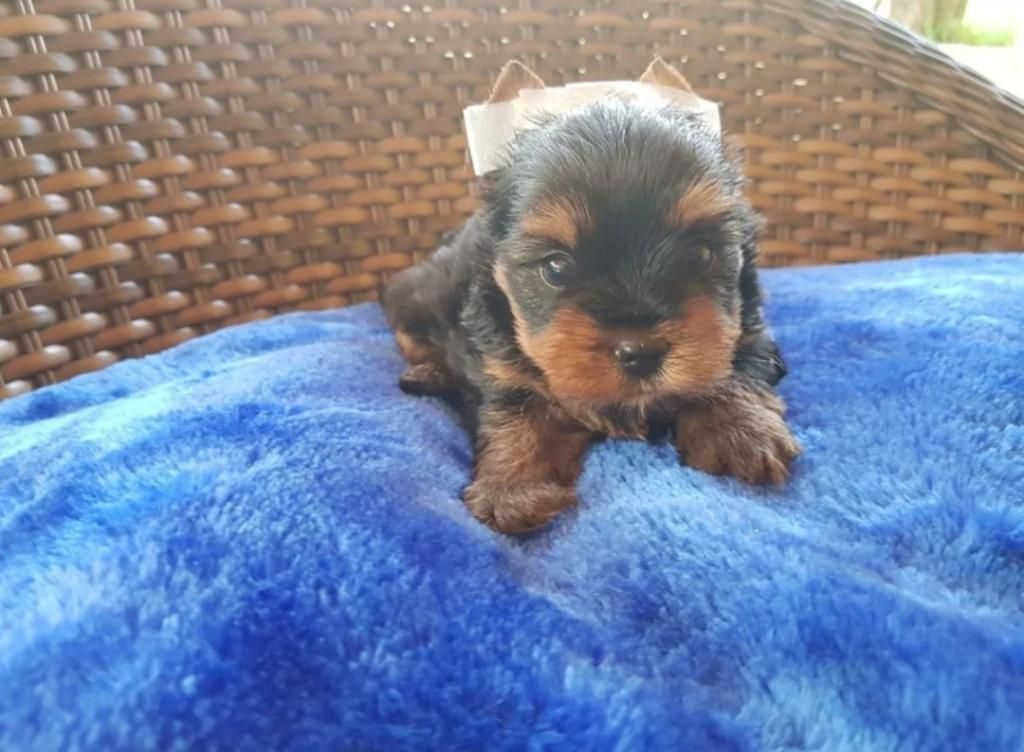 Cachorros Yorkshire Terrier en Venta 4