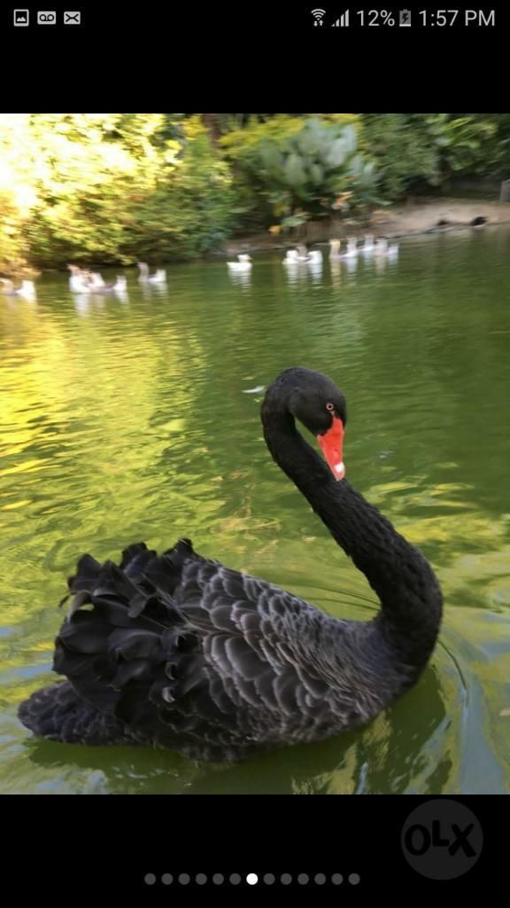 Cisne Negro