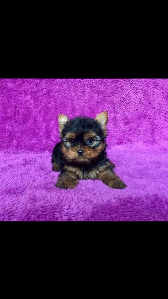 Disponibles Cachorros Yorkshire Terriers