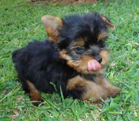 *ESTUPENDOS YORKI TERRIER MINI Y ESTÁNDAR EN VENTA *