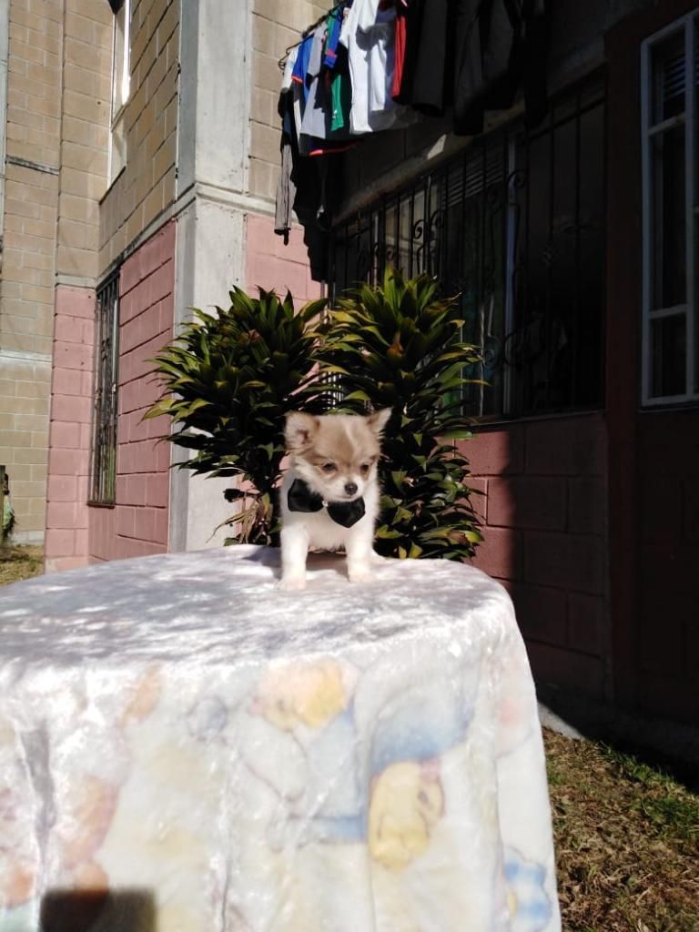 Espectacular Chihuahua Pelo Largo