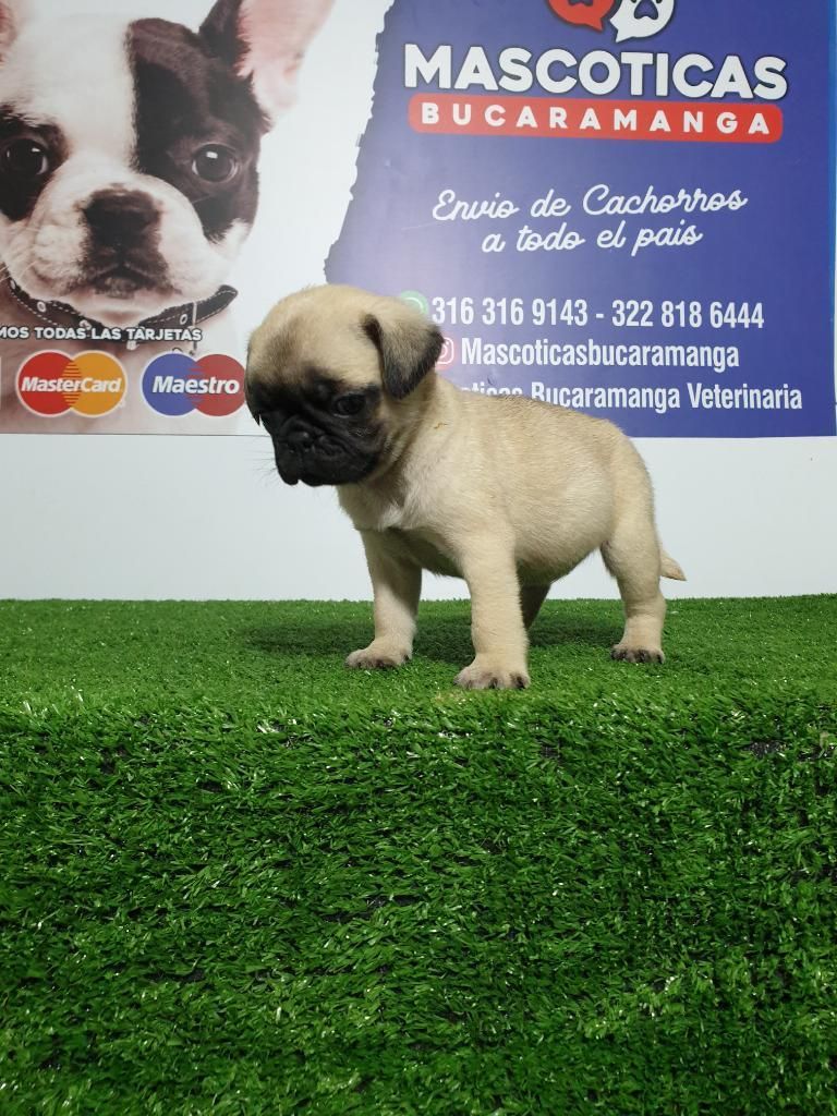 Excelentes Cachorros Pug en Venta