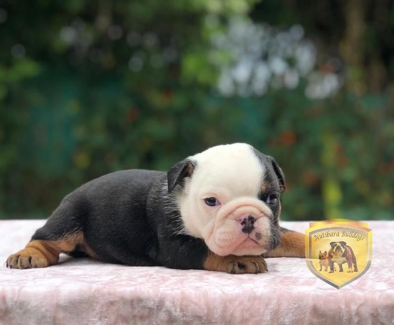 FERIA DEL BULLDOG TRICOLOR EN CRIADERO NUTIBARA BULLDOGS