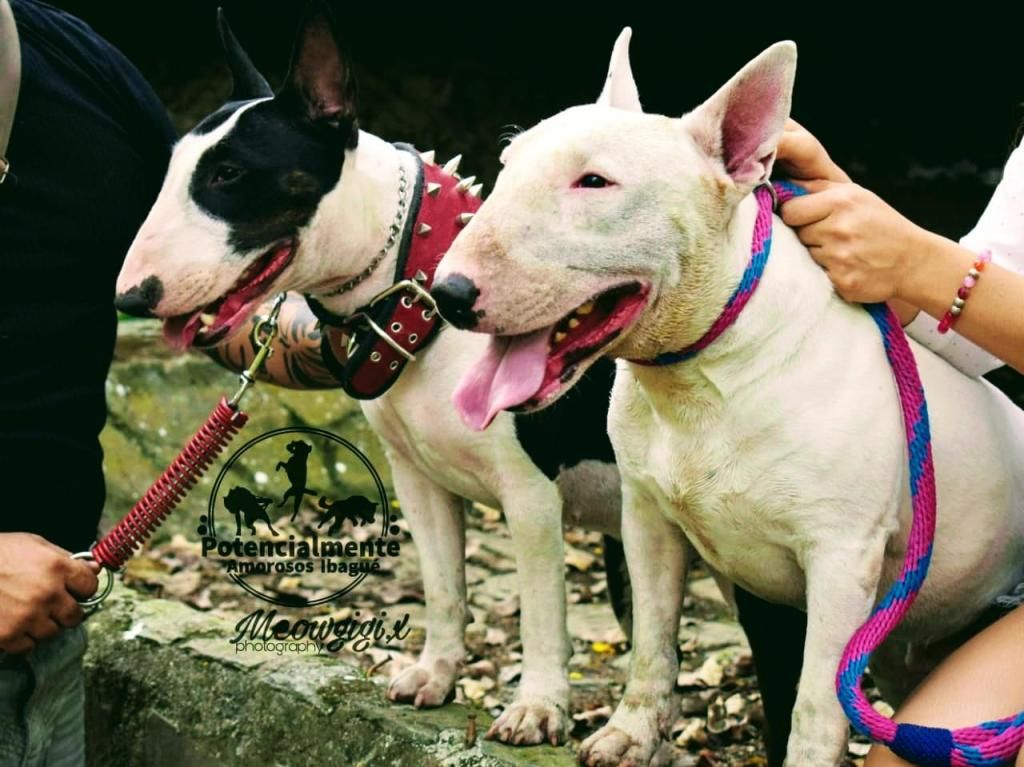 Hermosa cachorra bulterri