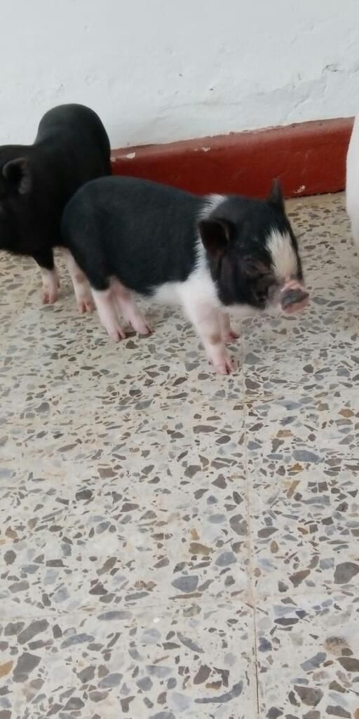 Hermosos Mini Pig de Un Mes