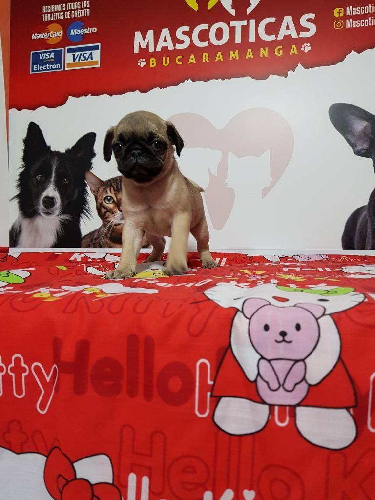 Hermosos Pug Carlinos Hembra Y Macho