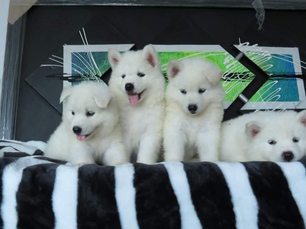 Hermosos Samoyedo