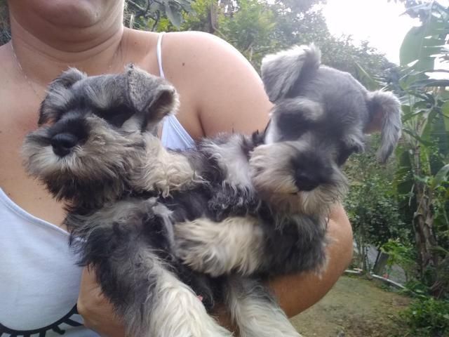 Hermosos Schnauzer sal y pimienta