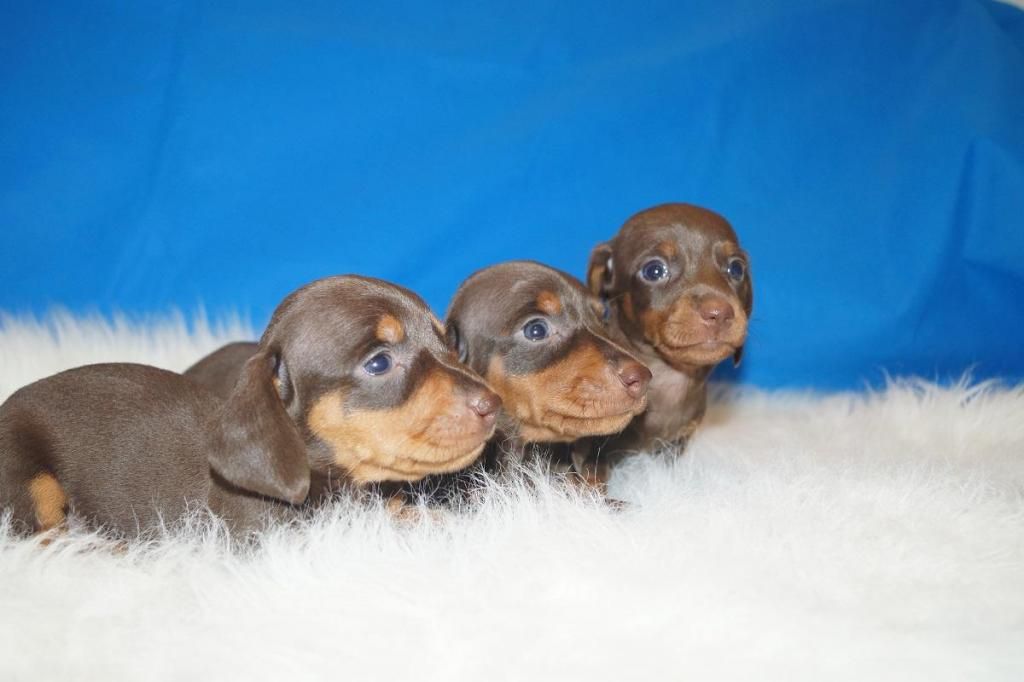 Hermosos cachorros exotic teckel dachshund chocolates para