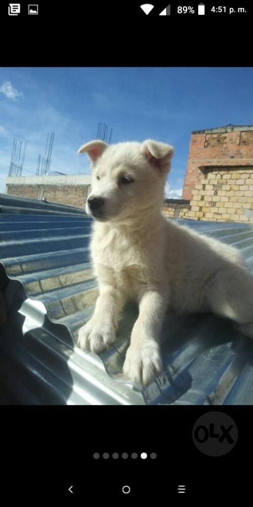 Husky Manto Blanco