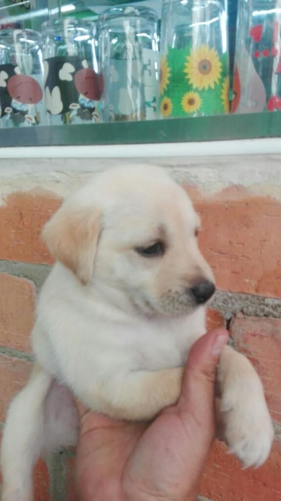 Labradora Cachorra