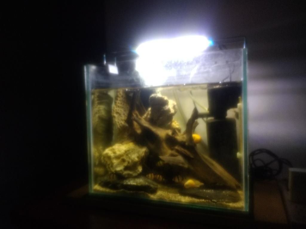 Mini Acuario Completo