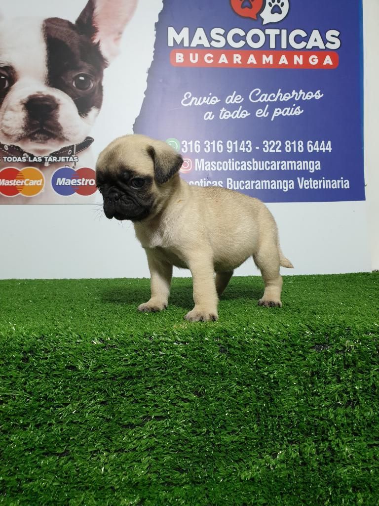 Originales Pug Carlinos para Venta