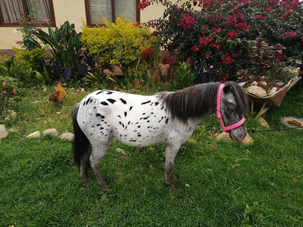 Pony Hembra Apalossa