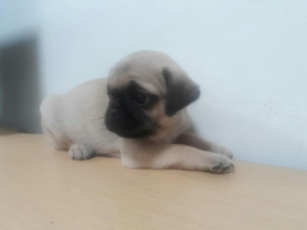 Pug Macho Baby Dog