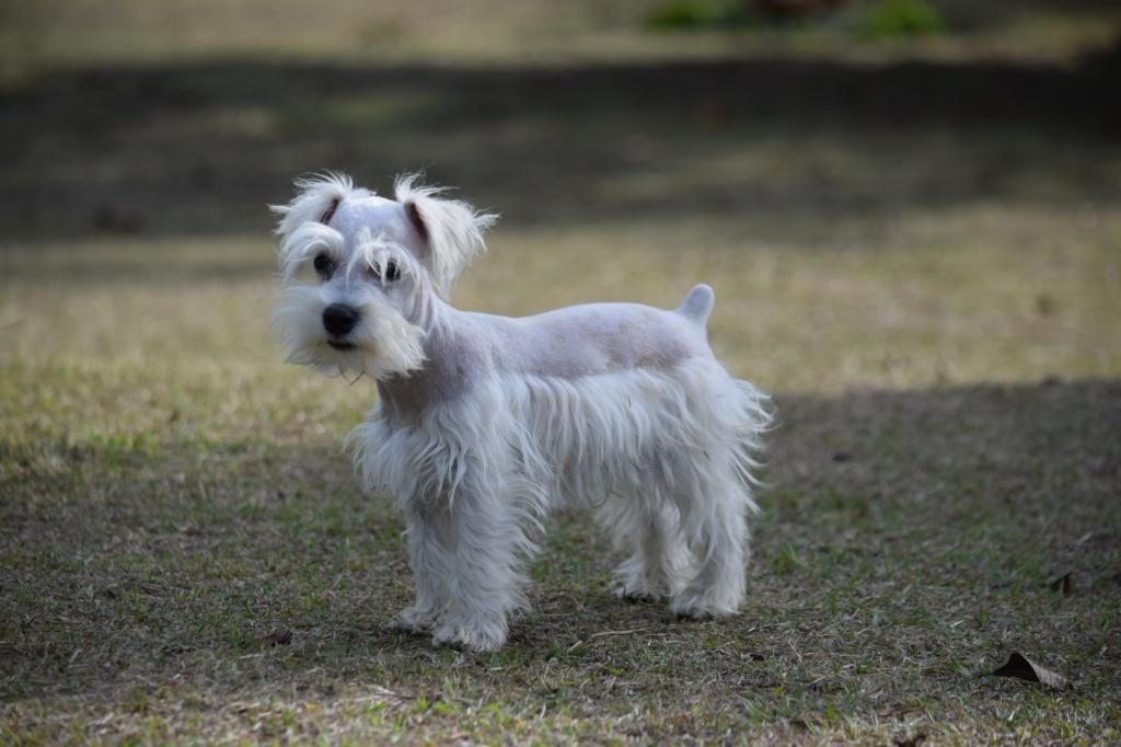 Schnauzer Macho de Cancan Mascotas