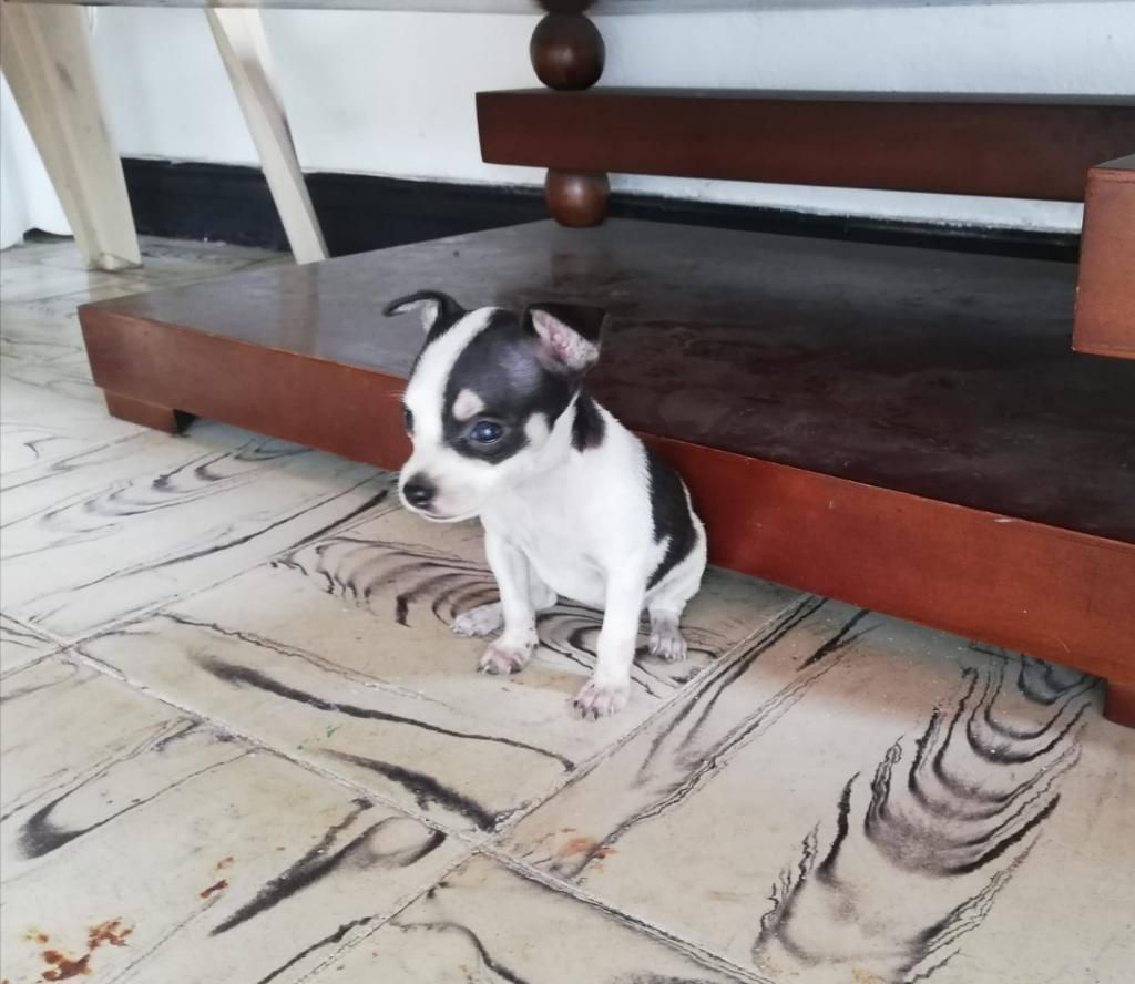 Se Vende Hermosa Perrita