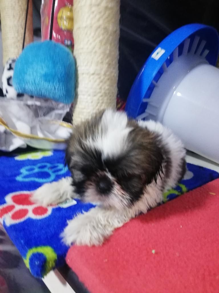 Shihtzu Miniaturas