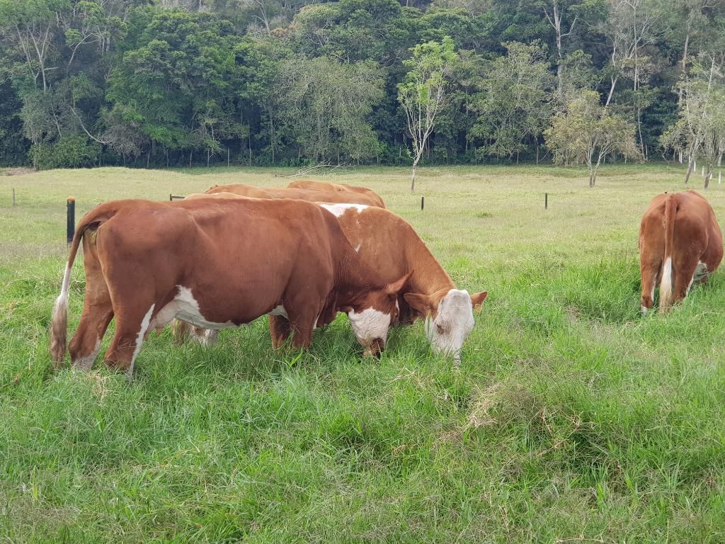 Vacas Simental