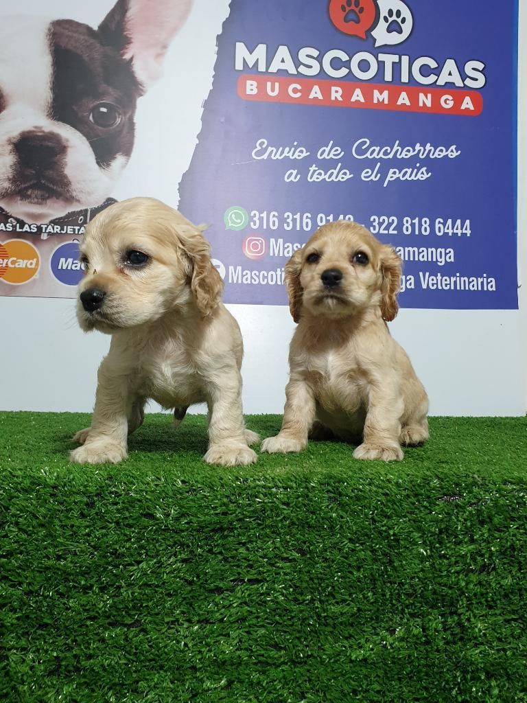 Vendo Cariñosos Cocker Spaniel Muy Bello