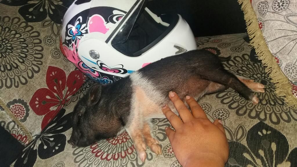 Vendo Mini Pig