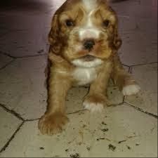 bellos cocker spaniel