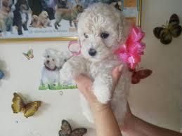 bellos french poodle mini toy